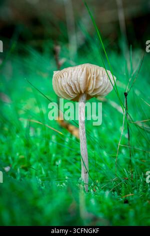 Einzelner brauner Wildpilz, mit einer flachen Kappe und sichtbaren Kiemen, wächst aus einem üppigen Teppich aus lebhaftem grünem Moos auf dem Waldboden hervor Stockfoto