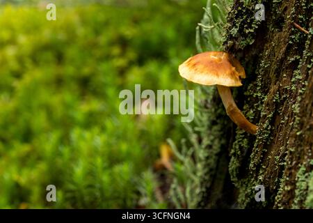 Einsamer brauner Pilz mit markanter Kappe und Stiel, der aus einem mit Moos und Flechten bedeckten Baumstamm wächst Stockfoto