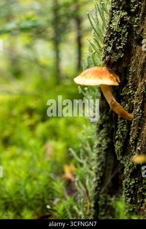 Einsamer brauner Pilz mit markanter Kappe und Stiel, der aus einem mit Moos und Flechten bedeckten Baumstamm wächst Stockfoto