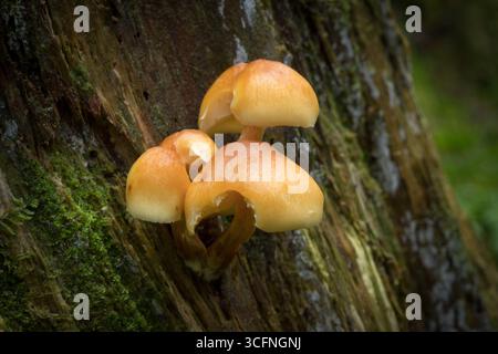 Ansammlung von Orangenmycena (Mycena leaiana) Pilzen, die auf einem moosbedeckten Holzstumpf in einem Wald wachsen Stockfoto