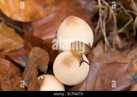 Nahansicht eines Schlammes, der auf einem weißen Pilz krabbelt, umgeben von herabfallenden Herbstblättern in einer ruhigen Waldumgebung Stockfoto