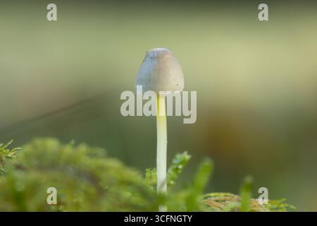 Nahaufnahme eines einzelnen zarten Mycena epipterygia Pilzes mit einem durchscheinenden Stamm, der aus leuchtendem grünem Moos in einem friedlichen Kopierraum wächst Stockfoto