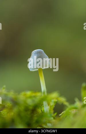 Nahaufnahme eines einzelnen zarten Mycena epipterygia Pilzes mit einem durchscheinenden Stamm, der aus leuchtendem grünem Moos in einem friedlichen Kopierraum wächst Stockfoto