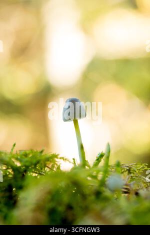 Nahaufnahme eines einzelnen zarten Mycena epipterygia Pilzes mit einem durchscheinenden Stamm, der aus leuchtendem grünem Moos in einem friedlichen Kopierraum wächst Stockfoto
