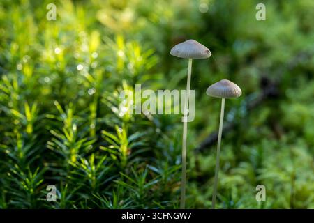Nahaufnahme zweier zarter Parasola-Leiocephala-Pilze mit schlanken Stämmen, die auf lebendigem grünem Moos in einer friedlichen Umgebung wachsen Stockfoto