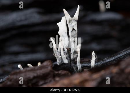Gezackte Makroaufnahme des einzigartigen Xylaria hypoxylon oder Candle Snuff Pilzes, der auf einem zersetzenden Holzstumpf in einem Wald wächst Stockfoto
