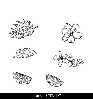 Tropische Blumen und Blätter von Monstera, Zitronen- und Limettenscheiben, schwarz-weiße Skizze. Vektorabbildung. Cocktaildekoration, isoliert Stock Vektor