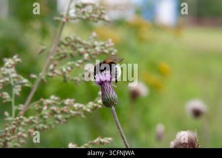Hummel. Hummel auf kriechender Distel, blüht auf der Wiese. Feld-Thistle-Blume mit Biene Nahaufnahme für Hintergrund, Post, Bildschirmschoner, Hintergrundbild Stockfoto