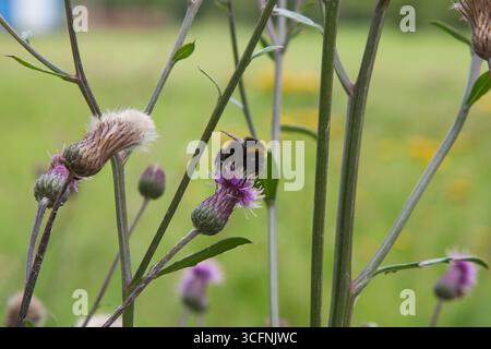 Hummel. Hummel auf kriechender Distel, blüht auf der Wiese. Feld-Thistle-Blume mit Biene Nahaufnahme für Hintergrund, Post, Bildschirmschoner, Hintergrundbild Stockfoto