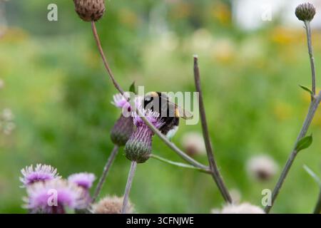 Hummel. Hummel auf kriechender Distel, blüht auf der Wiese. Feld-Thistle-Blume mit Biene Nahaufnahme für Hintergrund, Post, Bildschirmschoner, Hintergrundbild Stockfoto