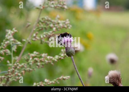 Hummel. Hummel auf kriechender Distel, blüht auf der Wiese. Feld-Thistle-Blume mit Biene Nahaufnahme für Hintergrund, Post, Bildschirmschoner, Hintergrundbild Stockfoto