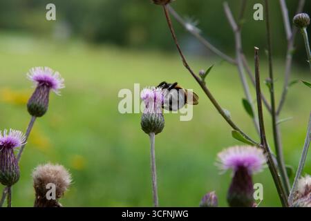 Hummel. Hummel auf kriechender Distel, blüht auf der Wiese. Feld-Thistle-Blume mit Biene Nahaufnahme für Hintergrund, Post, Bildschirmschoner, Hintergrundbild Stockfoto