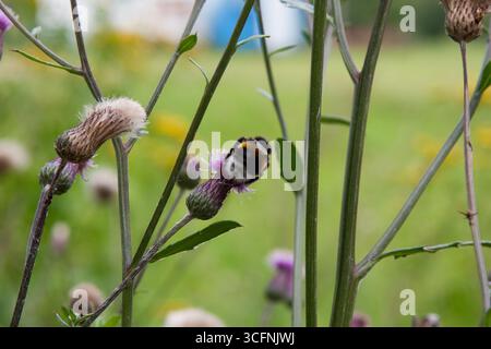 Hummel. Hummel auf kriechender Distel, blüht auf der Wiese. Feld-Thistle-Blume mit Biene Nahaufnahme für Hintergrund, Post, Bildschirmschoner, Hintergrundbild Stockfoto