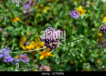 Verbena bonariensis eine lila krautige mehrjährige Sommer Herbst Blume Pflanze allgemein als lila Spitze oder argentinischen vergeblich bekannt Stockfoto