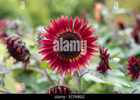 Nahaufnahme einer roten Mini-Sonnenblume mit einem Bokeh-Hintergrund. Geringe Schärfentiefe Stockfoto