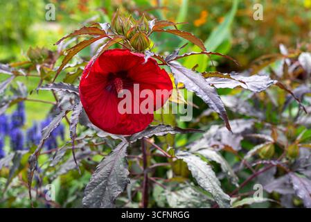 Nahaufnahme eines leuchtenden roten Hibiscus moscheutos im Jardin des Plantes, Paris Stockfoto