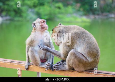 Langschwanzmakaken, die auf Geländern mit tropischem Wald und Reservoir gepflegt werden und die Interaktion mit natürlichen Tieren und Primaten widerspiegeln. Stockfoto