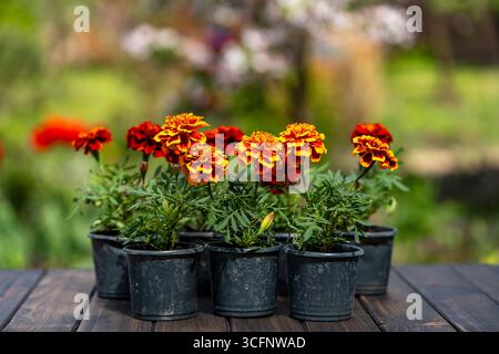 Gelbe und orangene Ringelblumensetzlinge werden im Frühjahr auf dem offenen Boden gepflanzt. Gartenblumen in schwarzen Plastikblumentöpfen, Nahaufnahme Stockfoto
