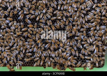 Bienenvölkerkolonie in Bienenstöcken. Bienenzucht auf dem Land. Viele arbeitende Bienen auf Honigwaben, aus der Nähe Stockfoto
