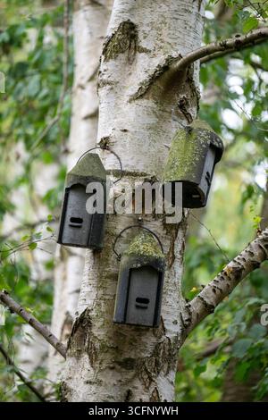 Drei moosbedeckte Schwegler-Fledermauskisten auf einer Birke im Wald. Stockfoto