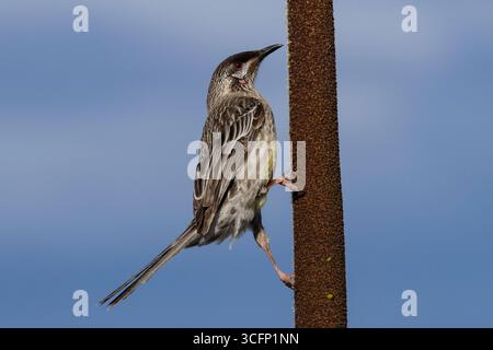 Australian Red Wattle Bird Fütterung an einem Grasbaum in Blume Stockfoto