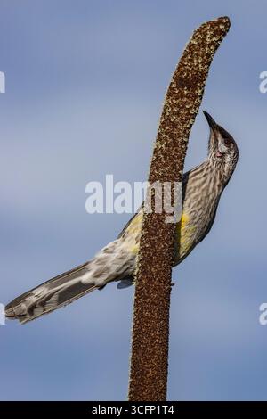 Australian Red Wattle Bird Fütterung an einem Grasbaum in Blume Stockfoto