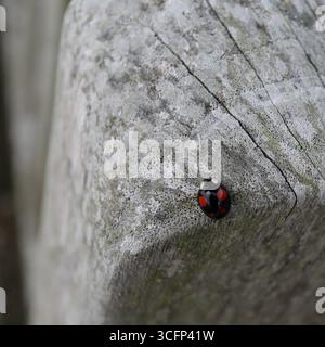 Ein einzelner Marienkäfer liegt auf einer verwitterten Holzoberfläche – seine glänzende schwarze Schale mit roten Punkten, die sich gegen die gedämpfte Körnung von altem Holz richtet. Risse und Verfärbungen im Holz sprechen von Zeit und Exposition, während die Anwesenheit des Insekts einen Moment ruhiger Vitalität einläutet. Die Komposition gleicht Textur und Kontrast aus und lädt zu großer Aufmerksamkeit auf das übersehene ein. Von einem Besuch des ehemaligen Krankenhauses Haslar in Gosport, Hampshire, England. August 2025. Stockfoto