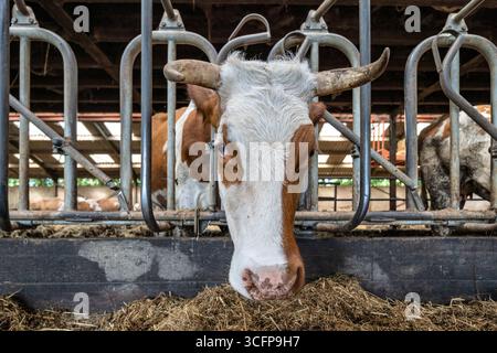 Milchkühe im Kuhstall auf dem Bauernhof Stockfoto