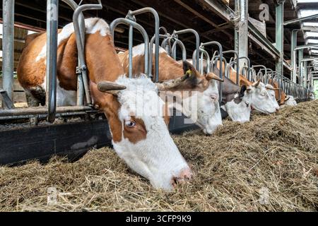 Milchkühe im Kuhstall auf dem Bauernhof Stockfoto