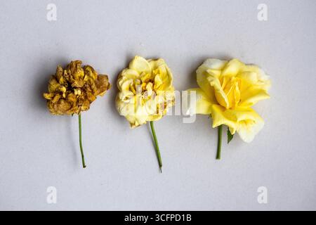 Drei gelbe Rosen, jede in einem anderen Lebensstadium, von einer frischen Blüte bis zu einem getrockneten Blütenblatt, auf weißem Hintergrund angeordnet. Eine Top-down-Ansicht für einen einfachen Stockfoto