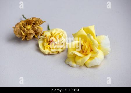 Drei gelbe Rosen auf weißem Hintergrund, die verschiedene Lebensstadien zeigen: Eine frische, eine leicht verwelkte und eine trockene. Eine Metapher für die Schönheit in Stockfoto