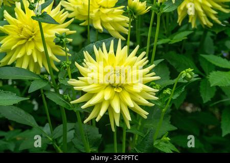Die dahlie (Name, Aggerperle) im Dahliengarten Baden Baden in der Nähe von der Lichtentaler Allee. Baden-Baden, Baden Württemberg, Deutschland Stockfoto