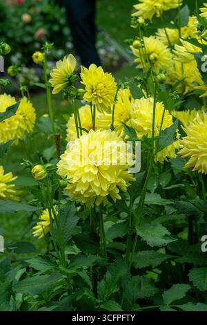 Die dahlie (Name, Aggerperle) im Dahliengarten Baden Baden in der Nähe von der Lichtentaler Allee. Baden-Baden, Baden Württemberg, Deutschland Stockfoto