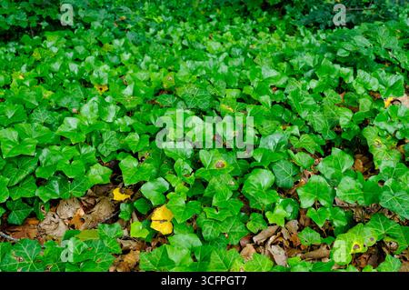 Dichte Efeupflanzen verteilen sich über den Boden und vermischen sich mit gefallenen Blättern in einer ruhigen Waldumgebung voller Grün. Stockfoto