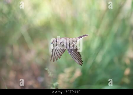 Europäischer Rattenfänger Ficedula hypoleuca Stockfoto