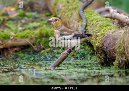 Hawfinch juvenile, Coccothraustes coccothraustes Stockfoto