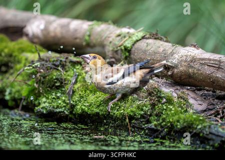 Hawfinch juvenile, Coccothraustes coccothraustes Stockfoto