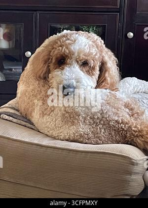 Nahaufnahme eines PET Goldendoddle Dog, 2025, MT. USA Stockfoto
