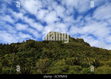 Der Pororari River Track befindet sich an der Westküste der Südinsel Neuseelands Stockfoto