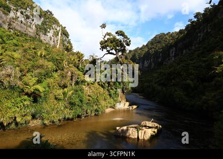Der Pororari River Track befindet sich an der Westküste der Südinsel Neuseelands Stockfoto