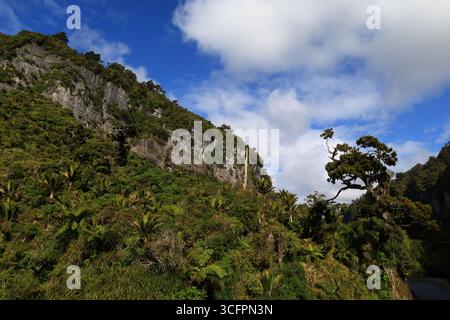 Der Pororari River Track befindet sich an der Westküste der Südinsel Neuseelands Stockfoto