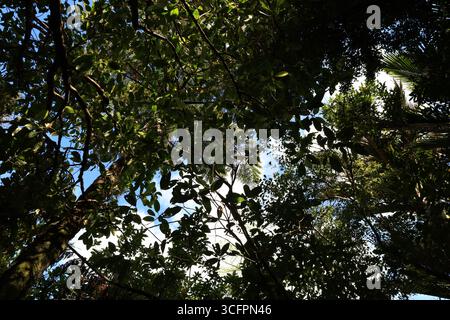 Blick auf einen Wald im Pororari River Track befindet sich an der Westküste der Südinsel Neuseelands Stockfoto