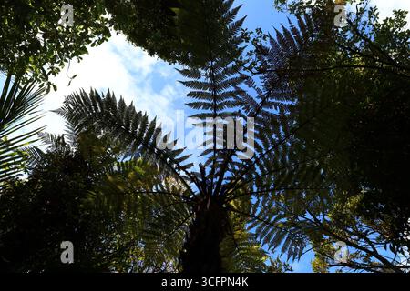 Blick auf einen Wald im Pororari River Track befindet sich an der Westküste der Südinsel Neuseelands Stockfoto