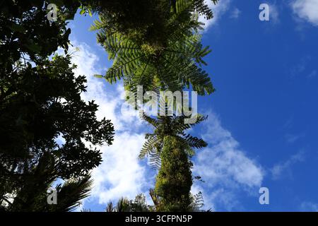 Blick auf einen Wald im Pororari River Track befindet sich an der Westküste der Südinsel Neuseelands Stockfoto