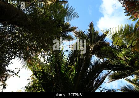 Blick auf einen Wald im Pororari River Track befindet sich an der Westküste der Südinsel Neuseelands Stockfoto
