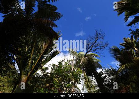Blick auf einen Wald im Pororari River Track befindet sich an der Westküste der Südinsel Neuseelands Stockfoto