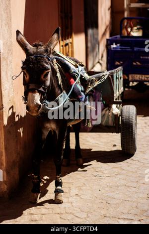 MARRAKESCH, MAROKKO - 16. MAI 2024 typischer einheimischer arbeitender Esel in der Altstadt Stockfoto