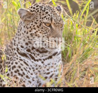 Leopard ruht im Grasland – Maasai Mara National Park, Kenia Stockfoto