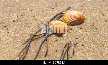 Nahaufnahme von zwei Muscheln am Atlantikstrand vor der Düne von Pilat, mit ein paar Seetang im Sand. Stockfoto