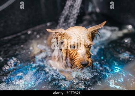 Ein kleiner Hund spritzt glücklich in einer mit Wasser gefüllten Wanne, was das Pflegeerlebnis unterstreicht, während Tropfen im Licht glitzern und eine liv erzeugen Stockfoto